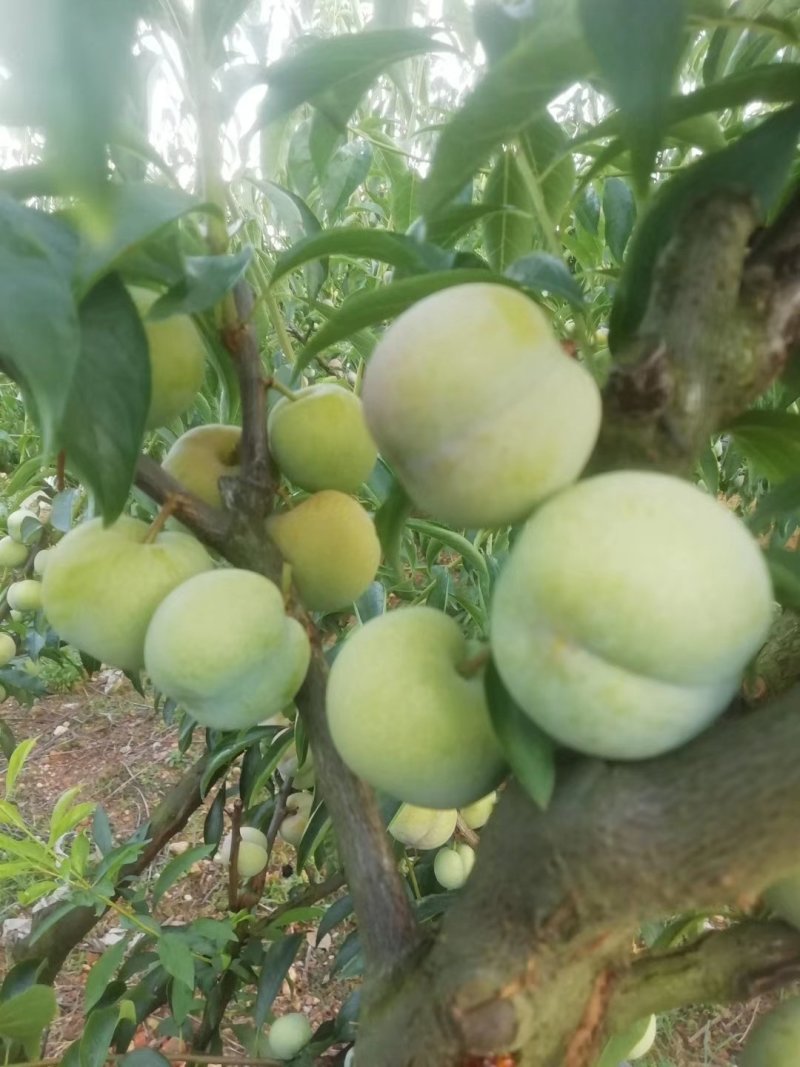 茵红李，半边红李子