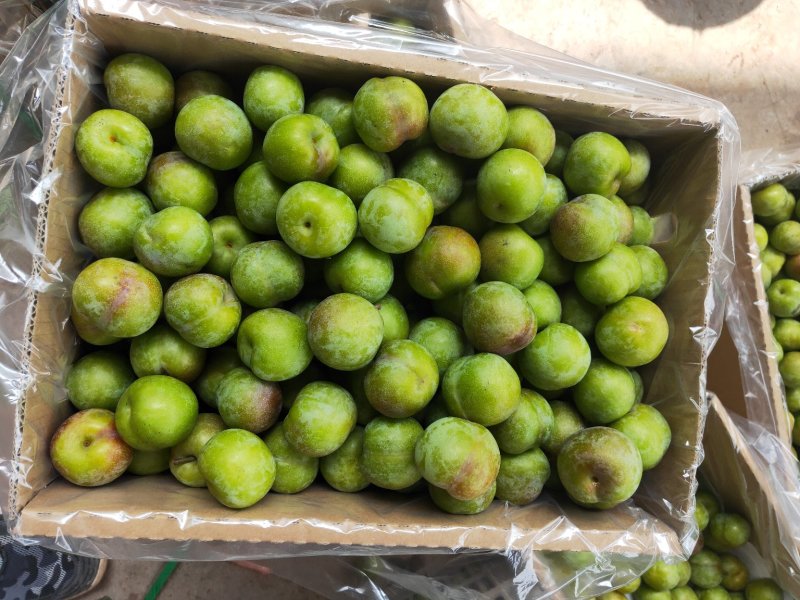 茵红李，半边红李子