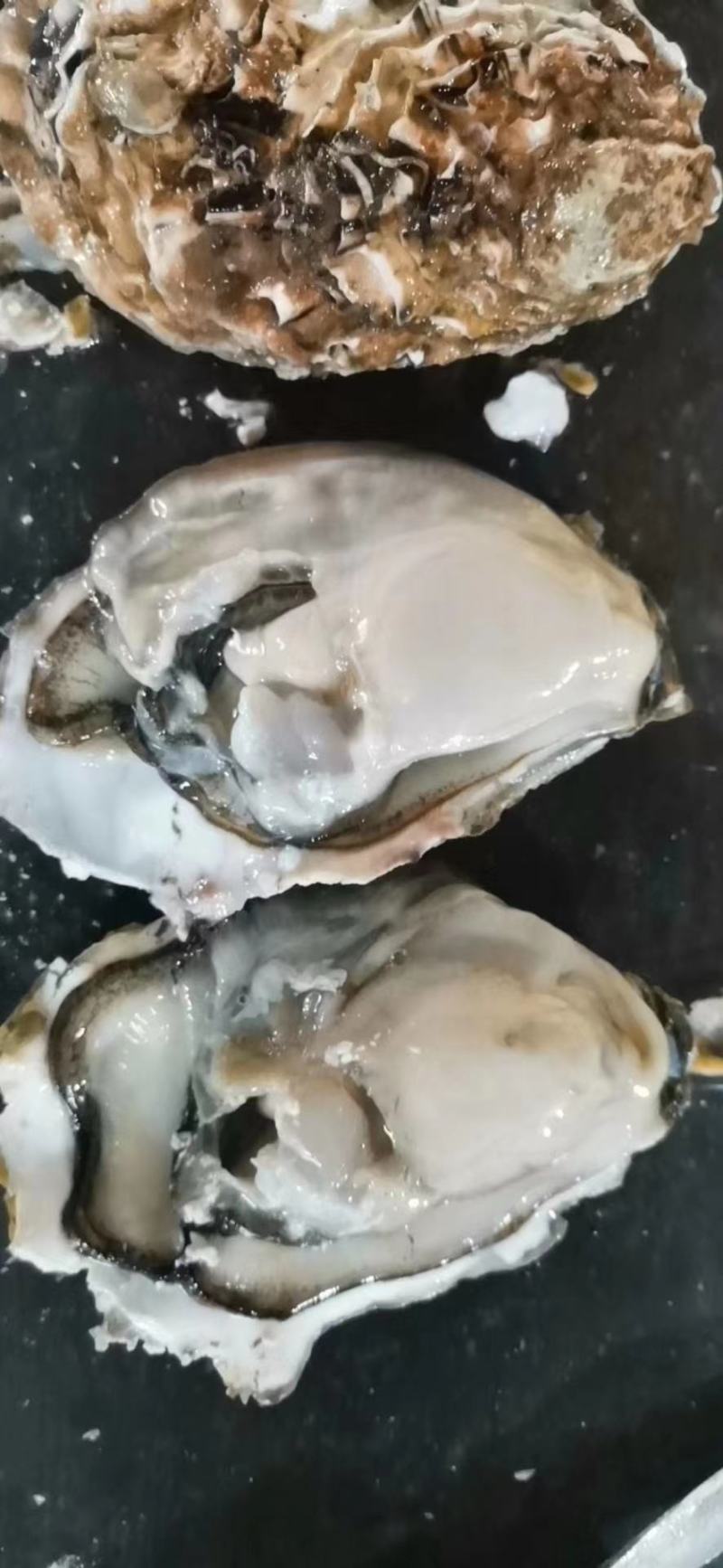 生蚝大量供应品质优基地直供可视频看货欢迎咨询来电