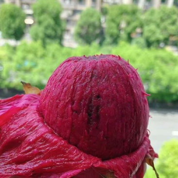 广东当季红心火龙果精品装一件代发电商供货好吃包邮极速发货