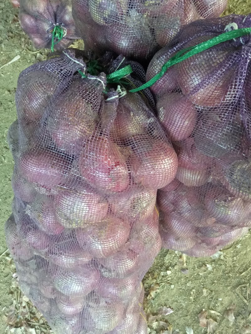 出售红皮大蒜，二红洋葱