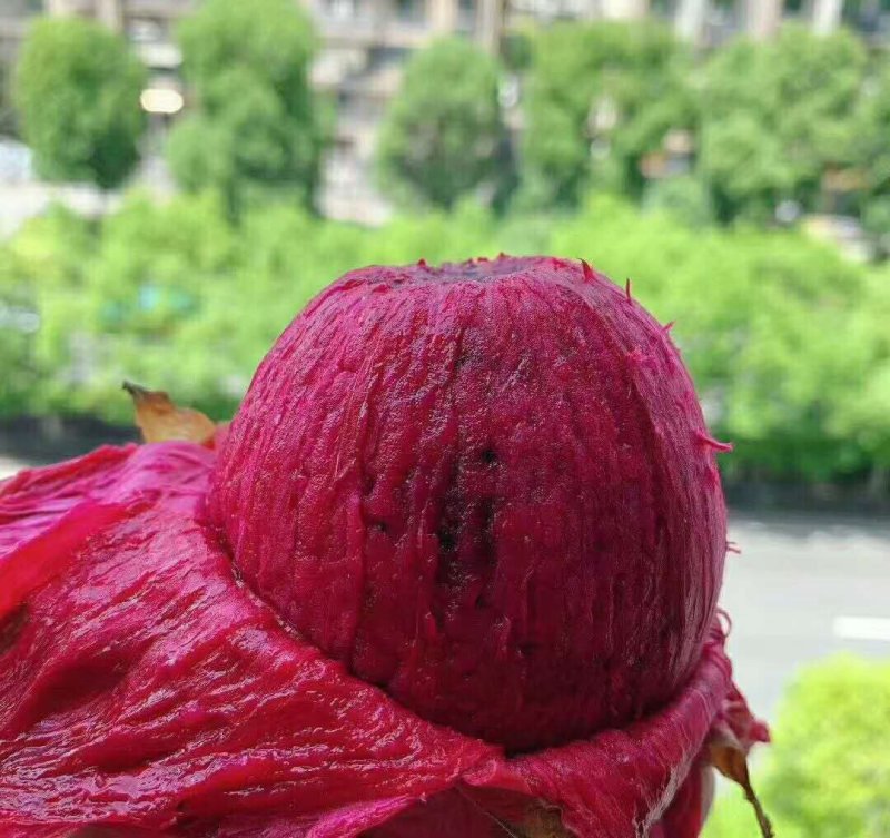 广东火龙果当季水果电商合作一件代发一级好货包邮