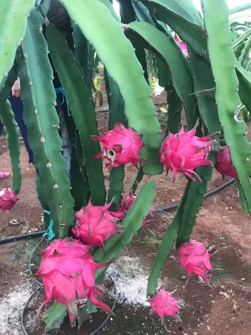 广东火龙果当季水果电商合作一件代发一级好货包邮