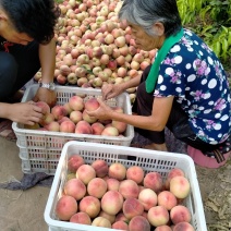 突围桃，大量供应馆陶众康果品市场