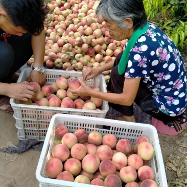 突围桃，大量供应馆陶众康果品市场