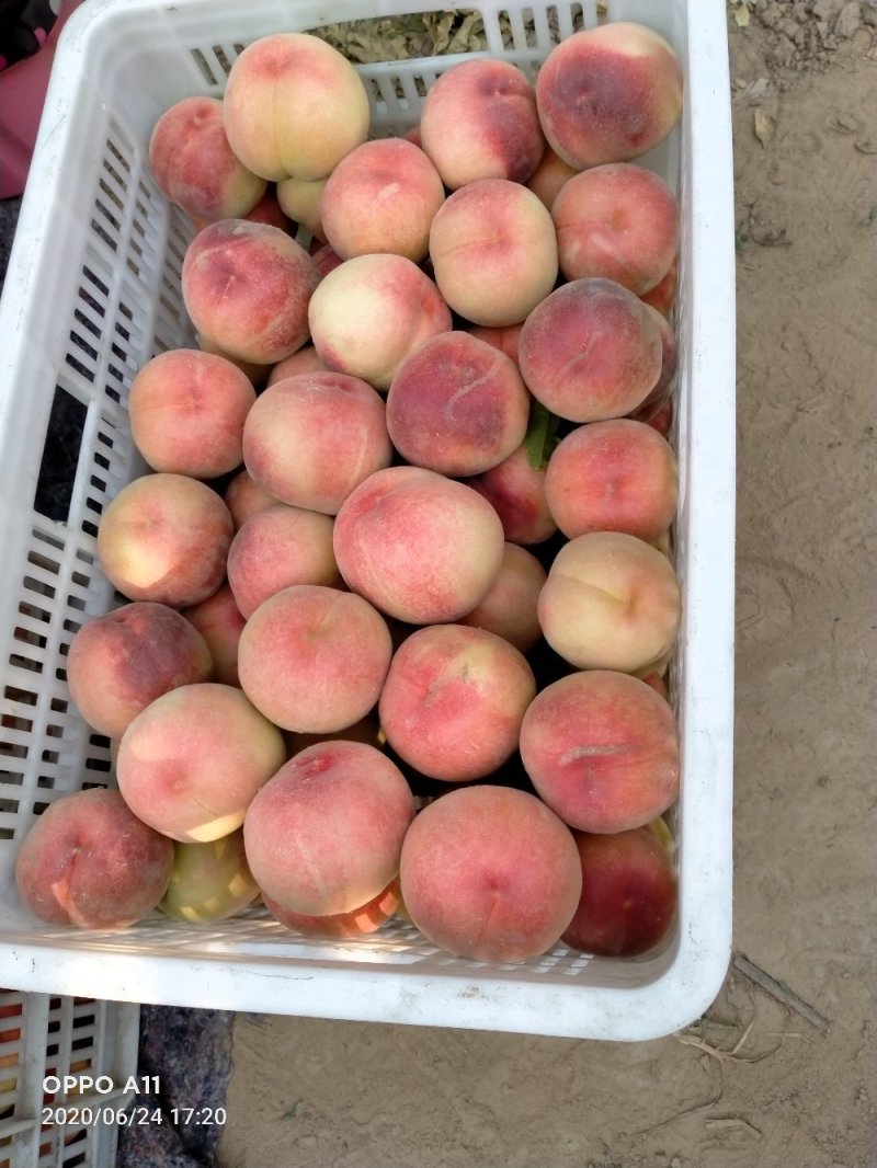 突围桃，大量供应馆陶众康果品市场