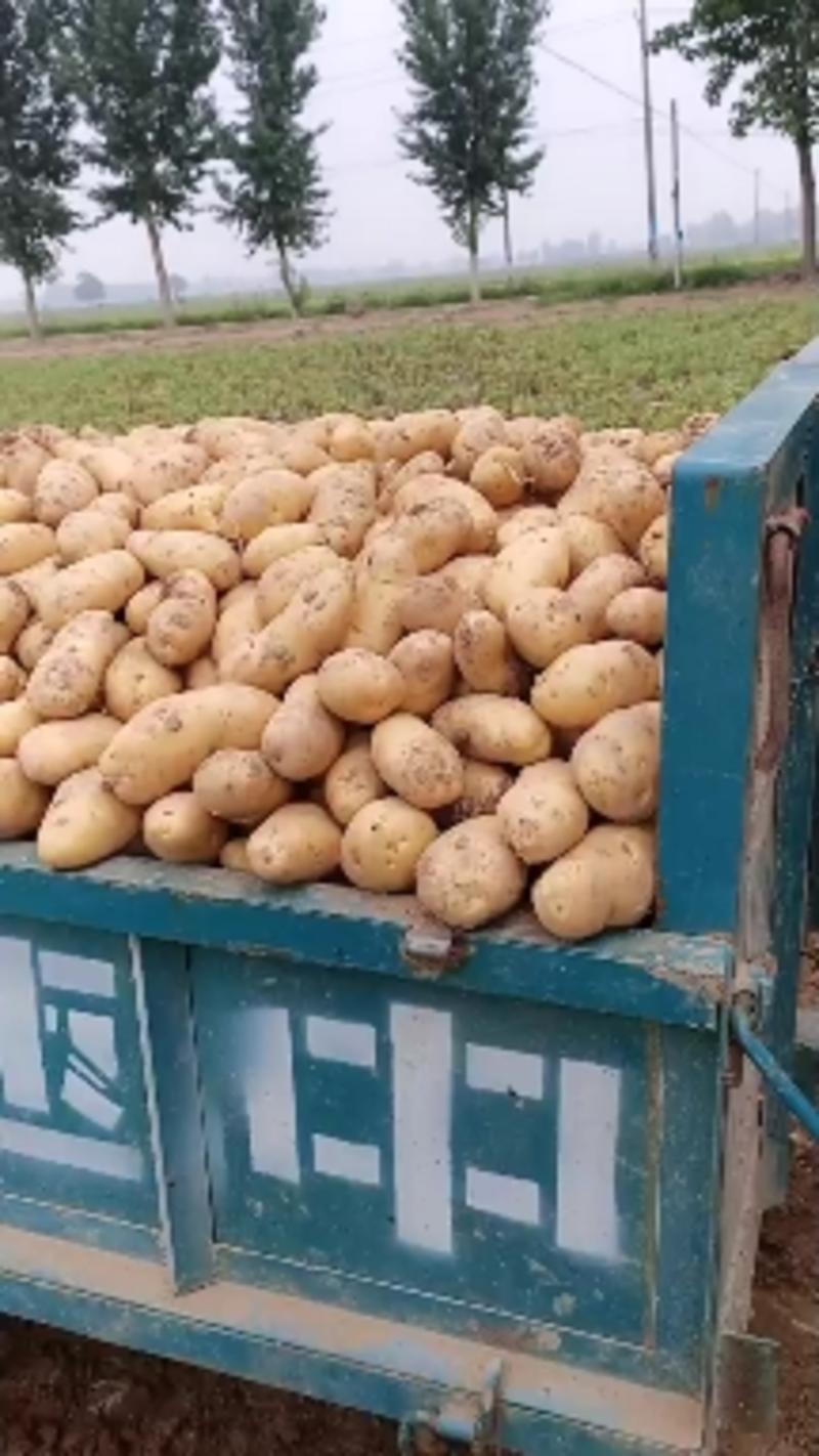 土豆荷兰十五土豆，西森六号三号基地直供量大从优！！