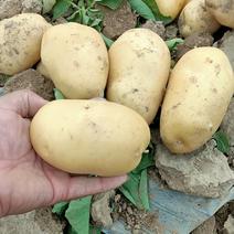 土豆荷兰十五土豆，西森六号三号基地直供量大从优！！