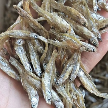 油炸不开肚小白条，3到5公分左右，又香又好吃