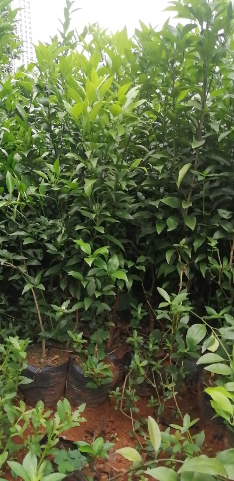 杯苗沃柑杯苗金桔杯苗各品种杯苗批发