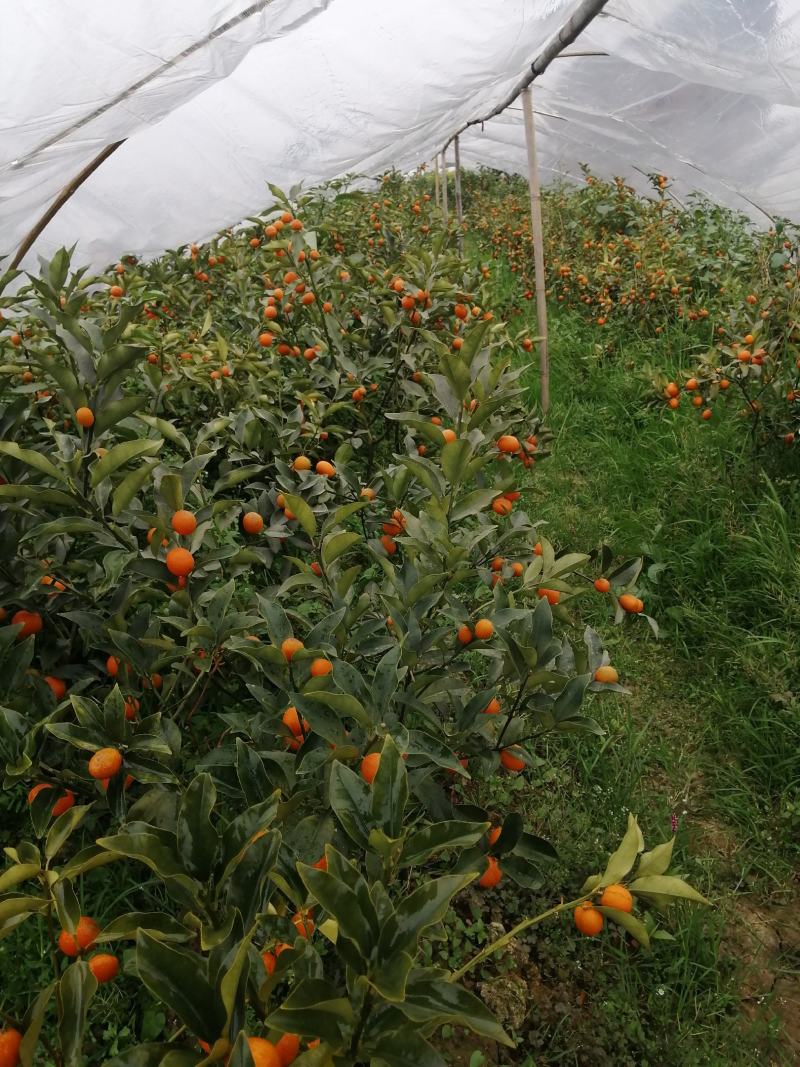 杯苗沃柑杯苗金桔杯苗各品种杯苗批发