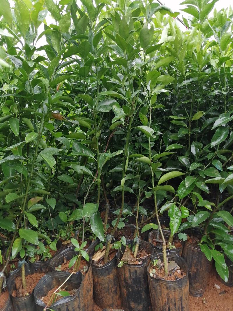 杯苗沃柑杯苗金桔杯苗各品种杯苗批发