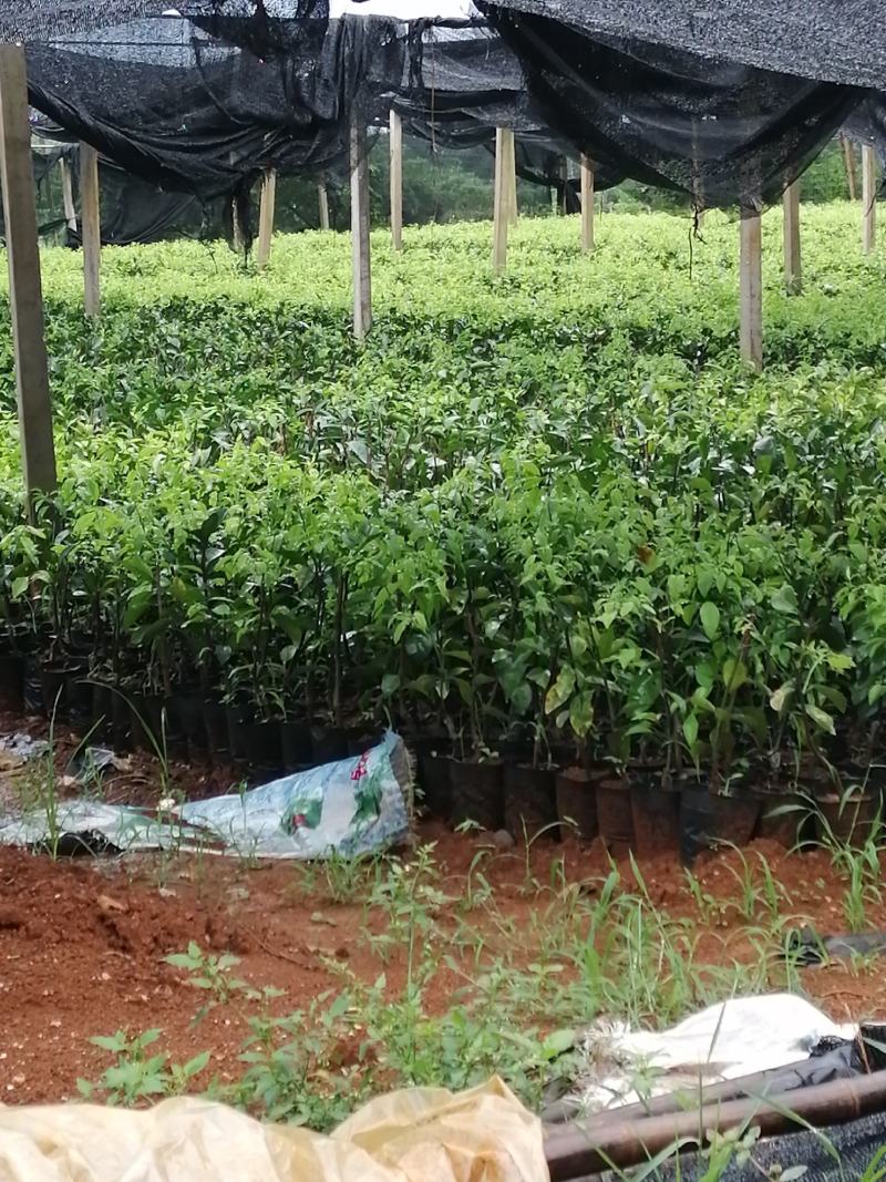 杯苗沃柑杯苗金桔杯苗各品种杯苗批发