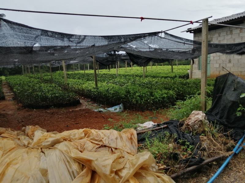 杯苗沃柑杯苗金桔杯苗各品种杯苗批发