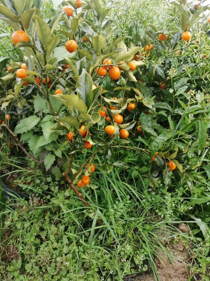 杯苗沃柑杯苗金桔杯苗各品种杯苗批发