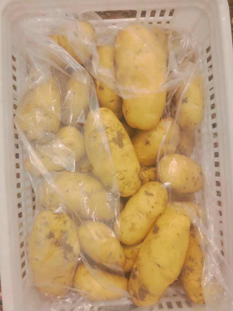 平度拱棚土豆，价格美丽大量有货～