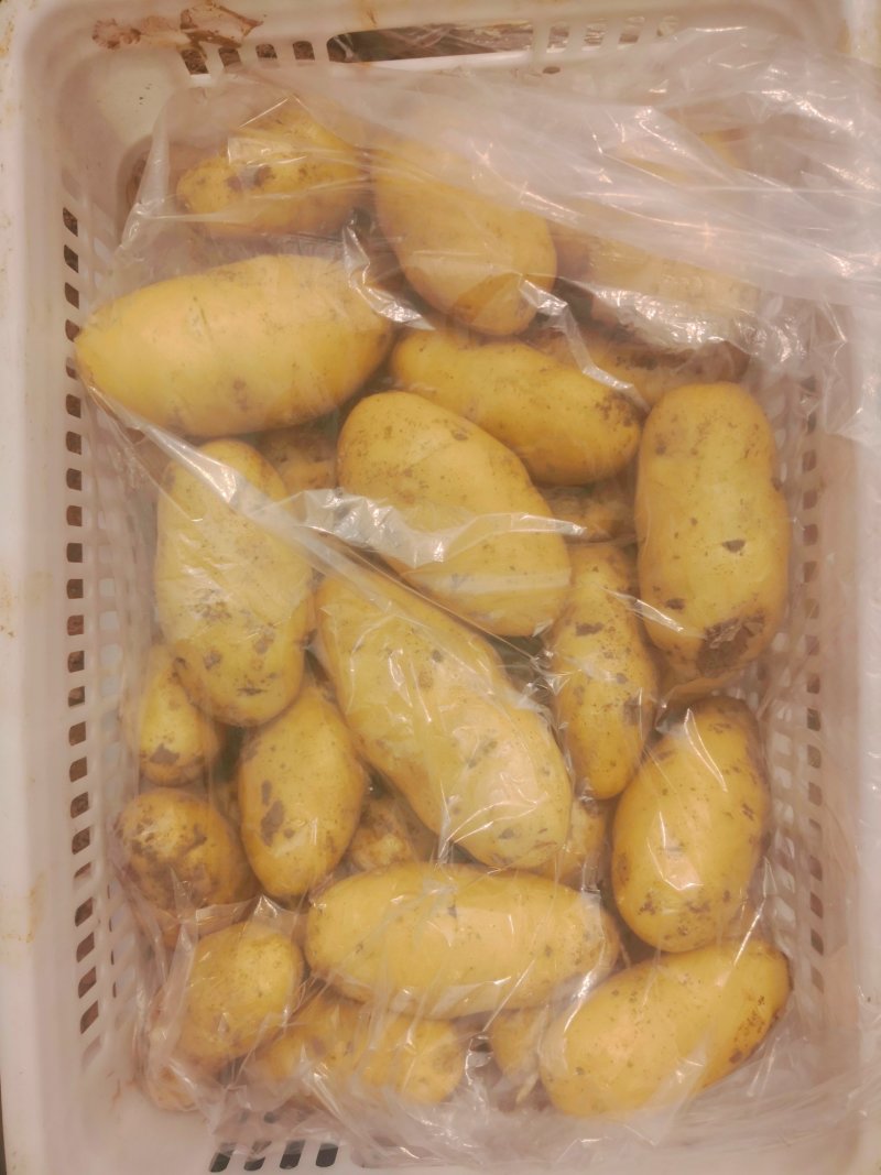 平度拱棚土豆，价格美丽，大量有货，欢迎骚扰～