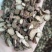 中药材赤芍种植无硫熏大片实物拍摄一公斤起包邮