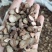 中药材赤芍种植无硫熏大片实物拍摄一公斤起包邮
