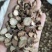 中药材赤芍种植无硫熏大片实物拍摄一公斤起包邮