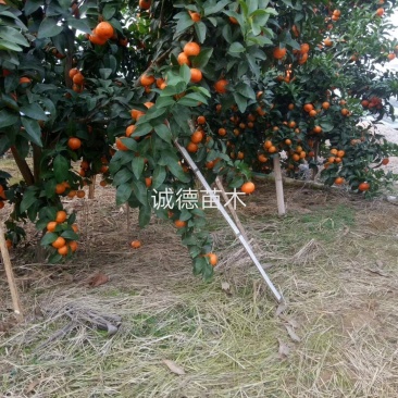金葵金秋沙糖桔早熟沙糖桔高30到55保真