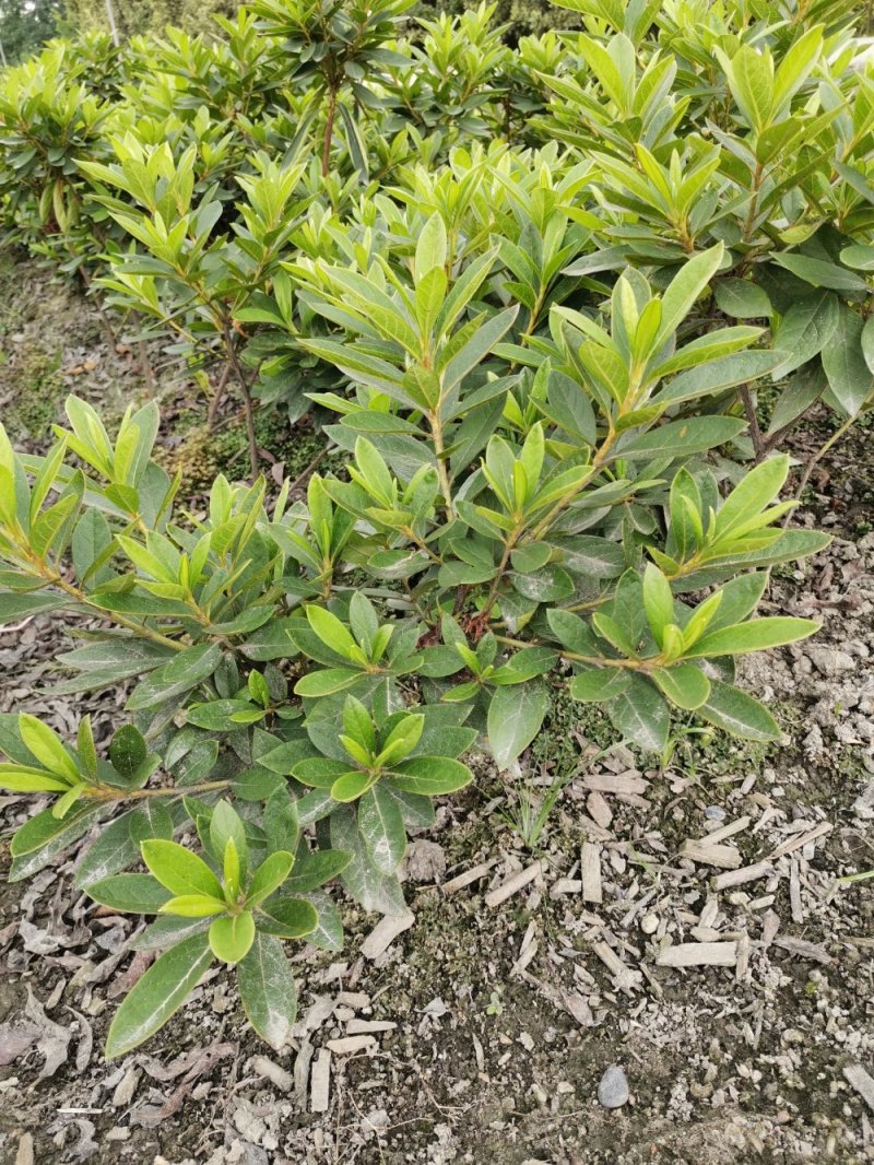 批量出售春鹃，地苗春鹃，高20-30公分，基地直供
