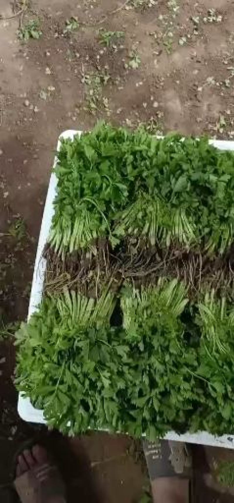 常年大量批发芹菜苗，惠民芹菜苗，质优价廉，包品种，包成活