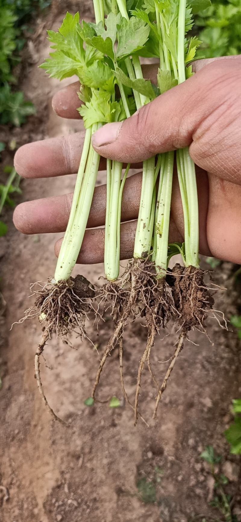 常年大量批发芹菜苗，惠民芹菜苗，质优价廉，包品种，包成活