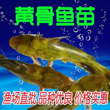 【黄骨鱼苗】优质黄骨鱼、黄辣丁苗基地直供生长快
