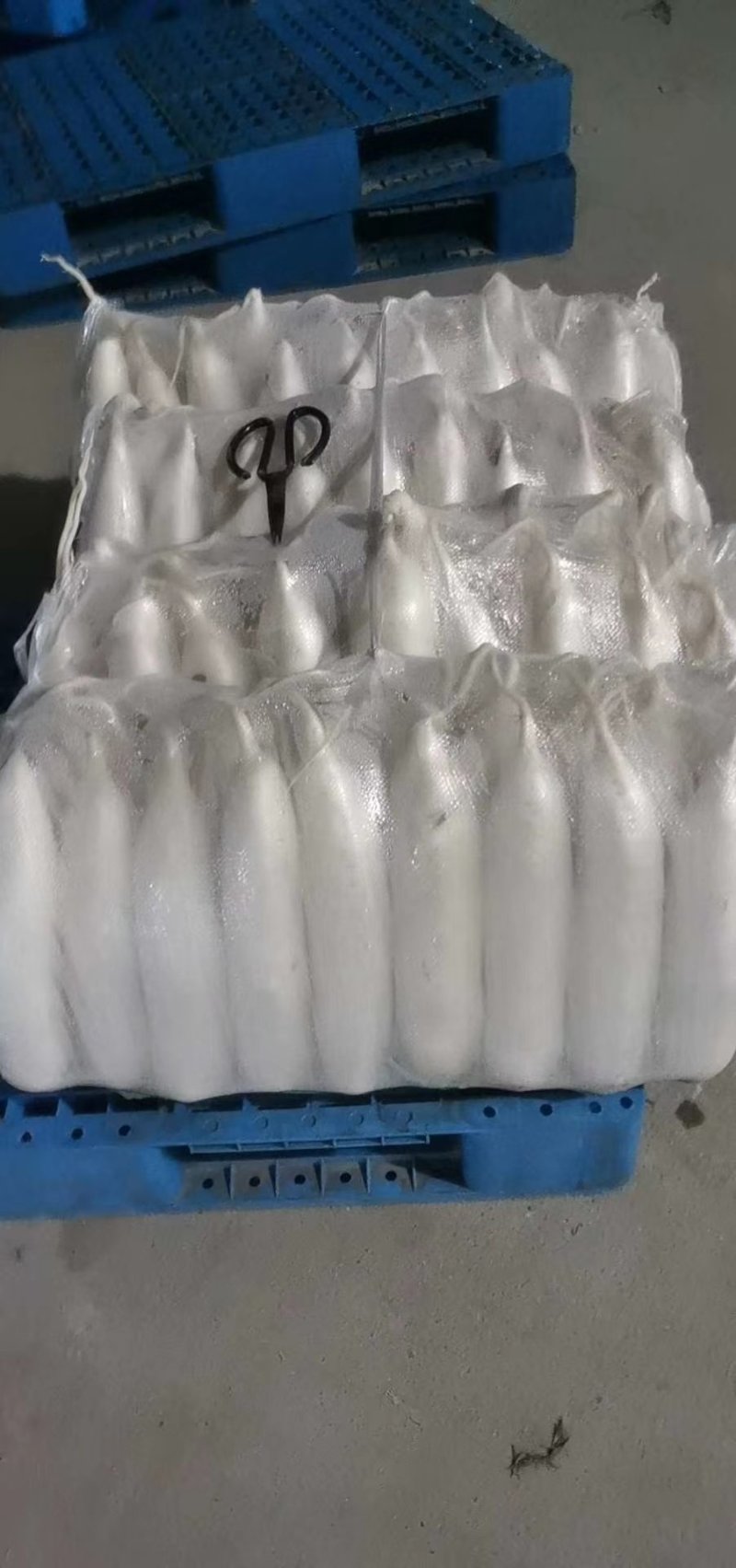 白罗卜大量供应