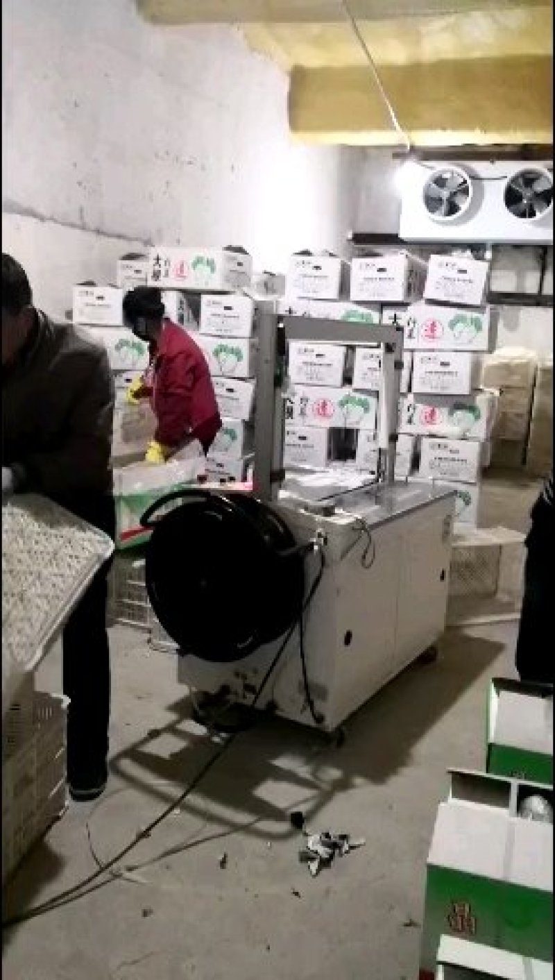 白萝卜1.5~2斤起