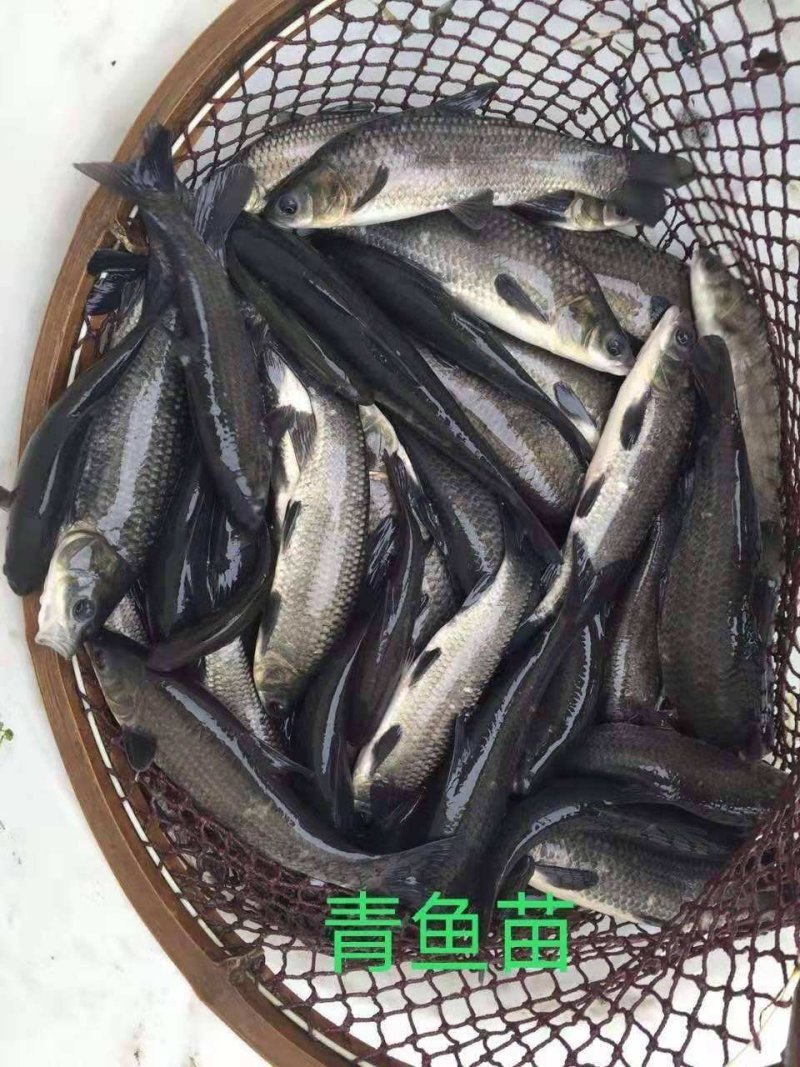 【青鱼苗】精品青鱼苗量大从优质量保证一手货源