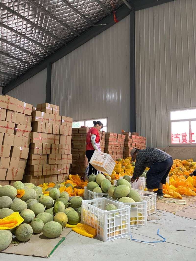 新疆网文瓜哈密瓜包邮产地直发现摘现发甜脆