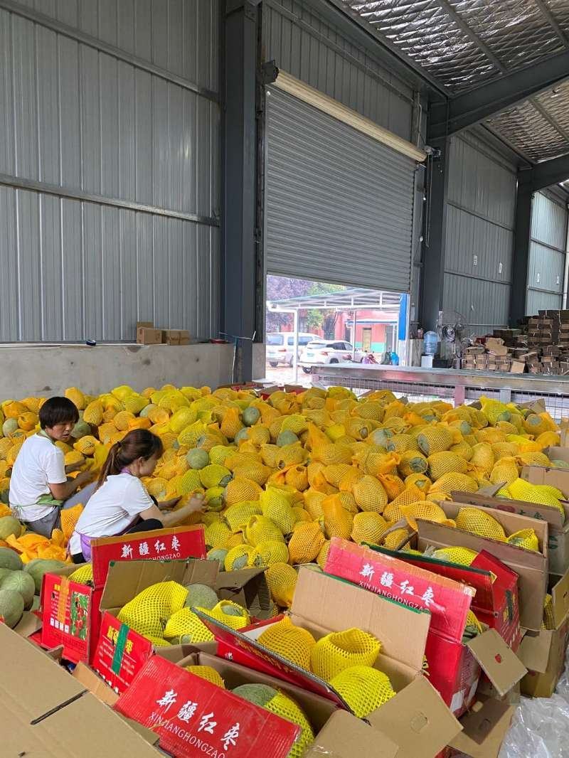 新疆网文瓜哈密瓜包邮产地直发现摘现发甜脆