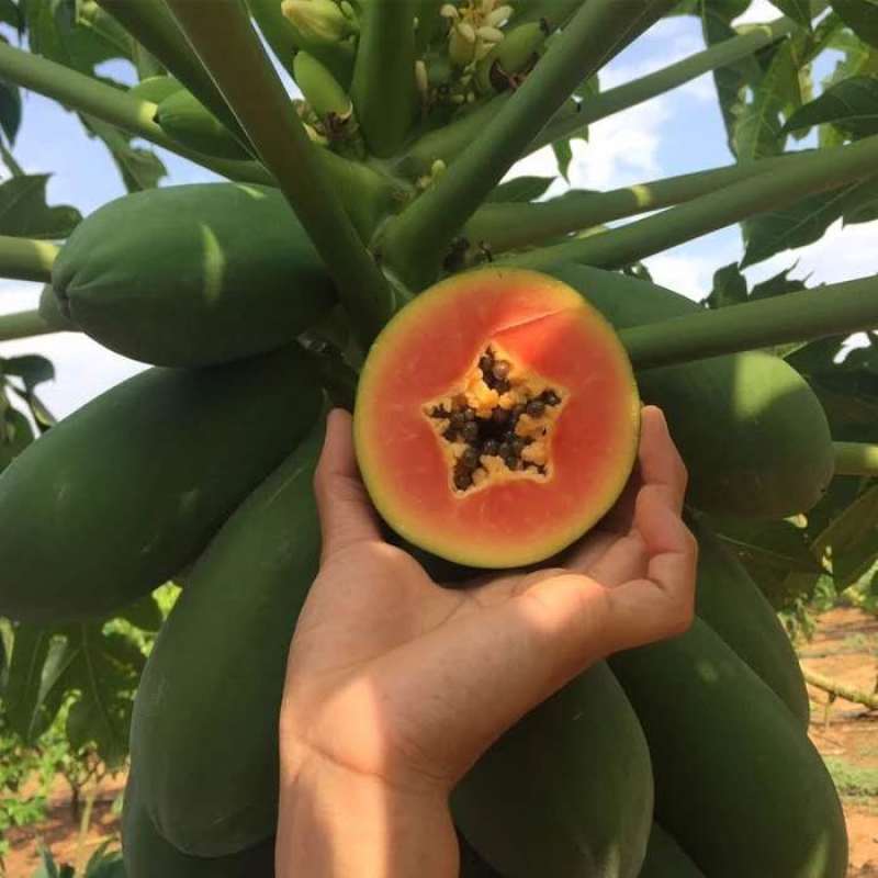 红心木瓜现摘现发产地直发电商供货一件代发包邮