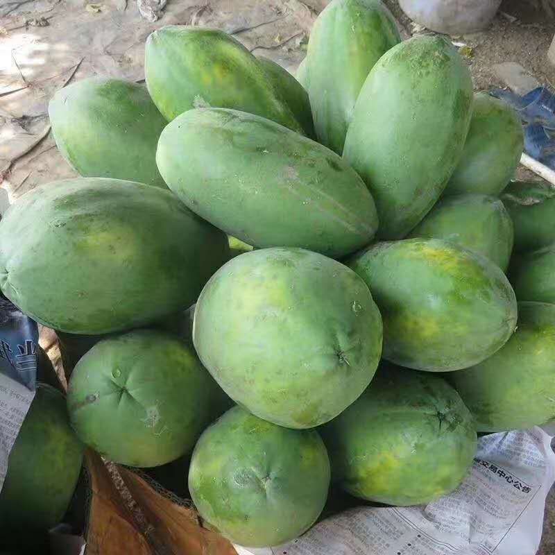红心木瓜现摘现发产地直发电商供货一件代发包邮