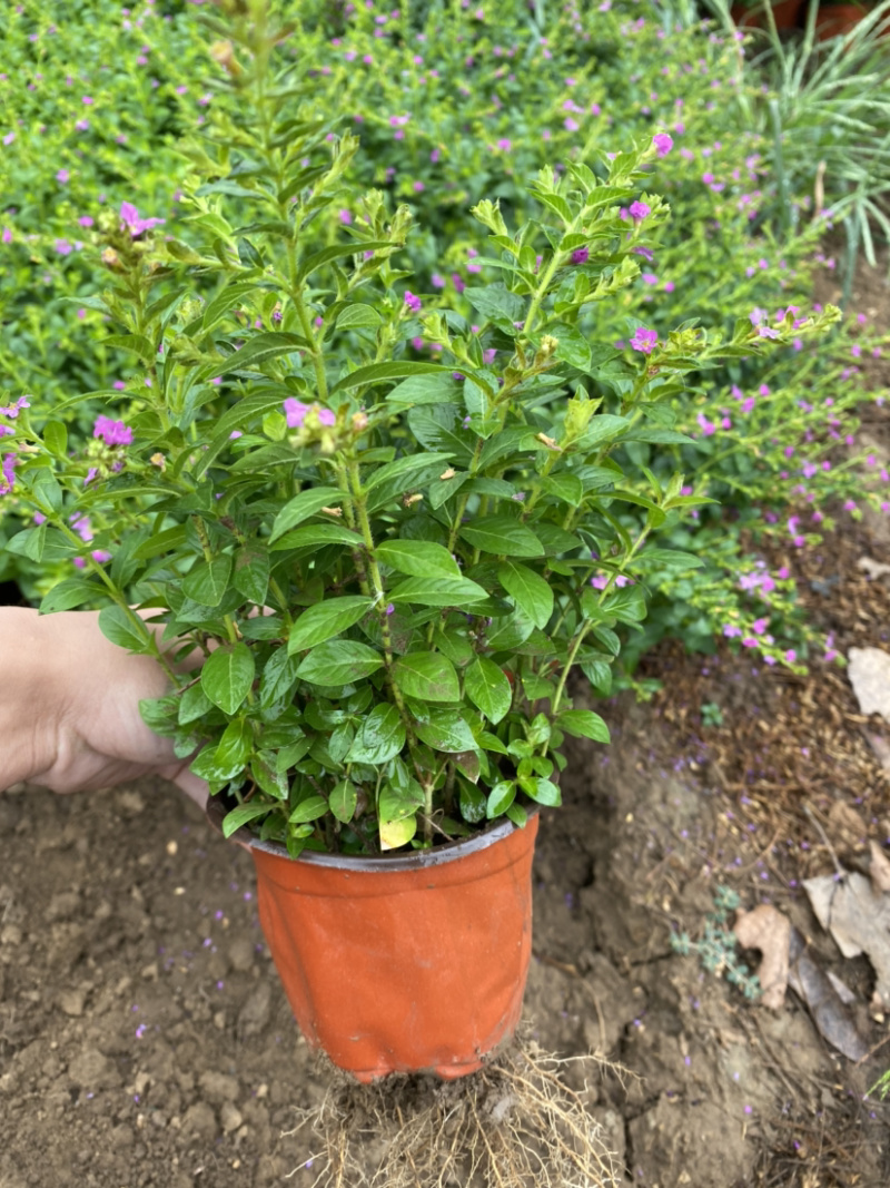 满天星满天星满天星满天星满天星满天星满天星