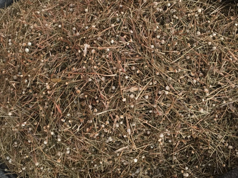 谷精草【包邮】三斤起发货可批量可零售量大从优