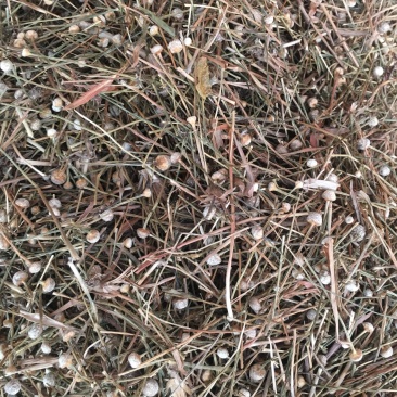 谷精草【包邮】三斤起发货可批量可零售量大从优