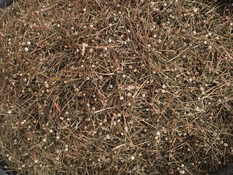 谷精草【包邮】三斤起发货可批量可零售量大从优