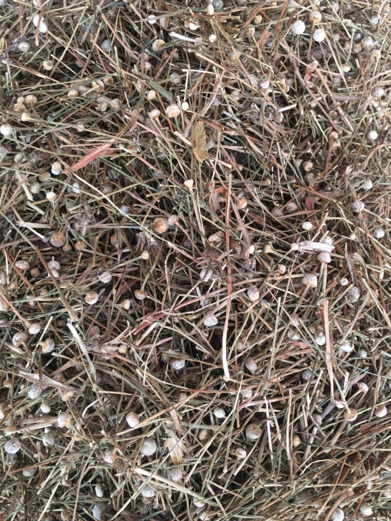 谷精草【包邮】三斤起发货可批量可零售量大从优