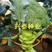 【绿箭】西兰花种子、中晚熟、花球蘑菇型、耐寒性好、蕾粒小
