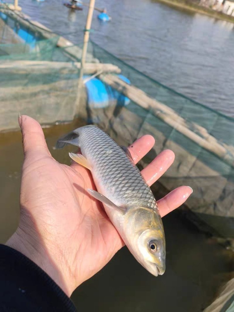【草鱼苗】优质草鱼苗基地直供成长快技术支持