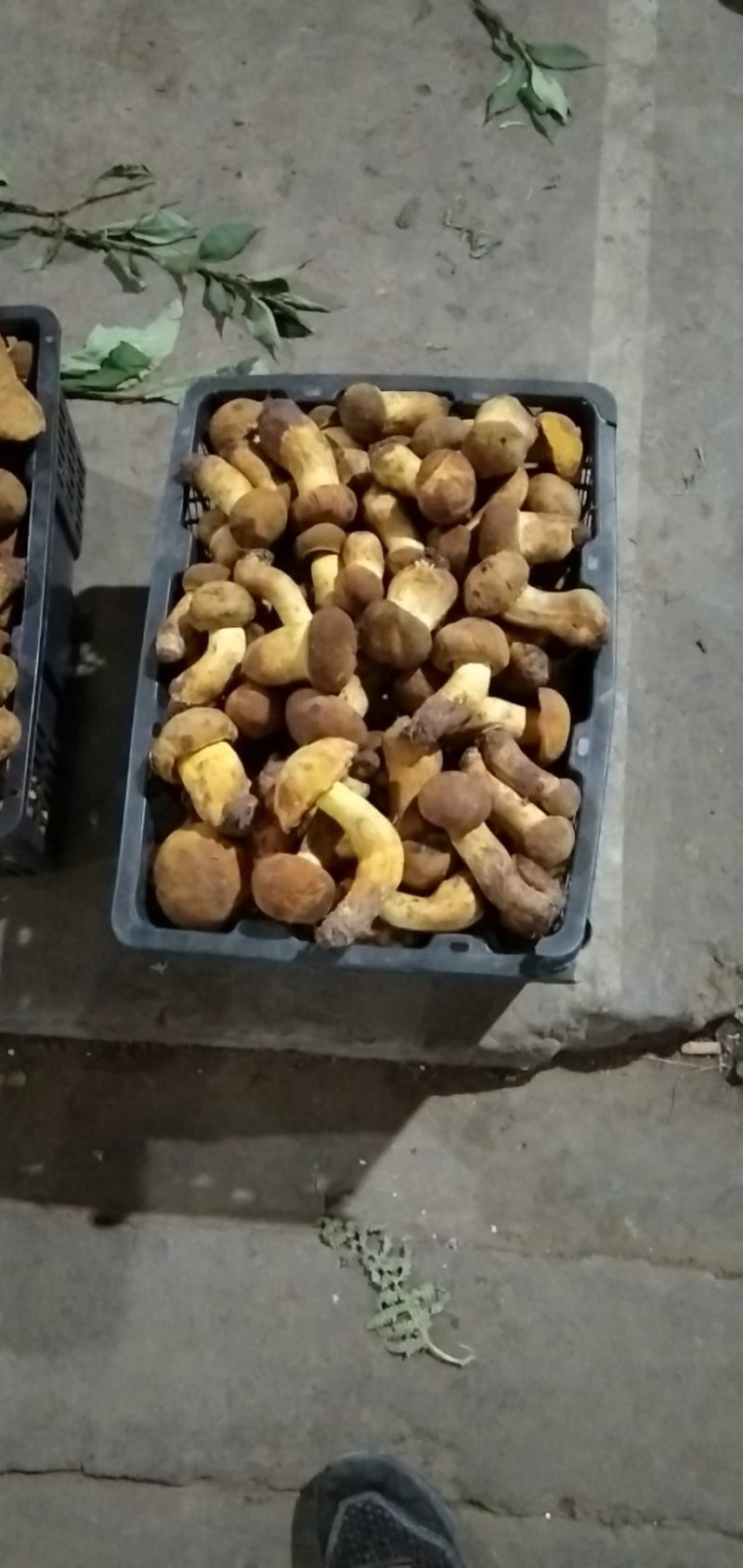 云南野生菌