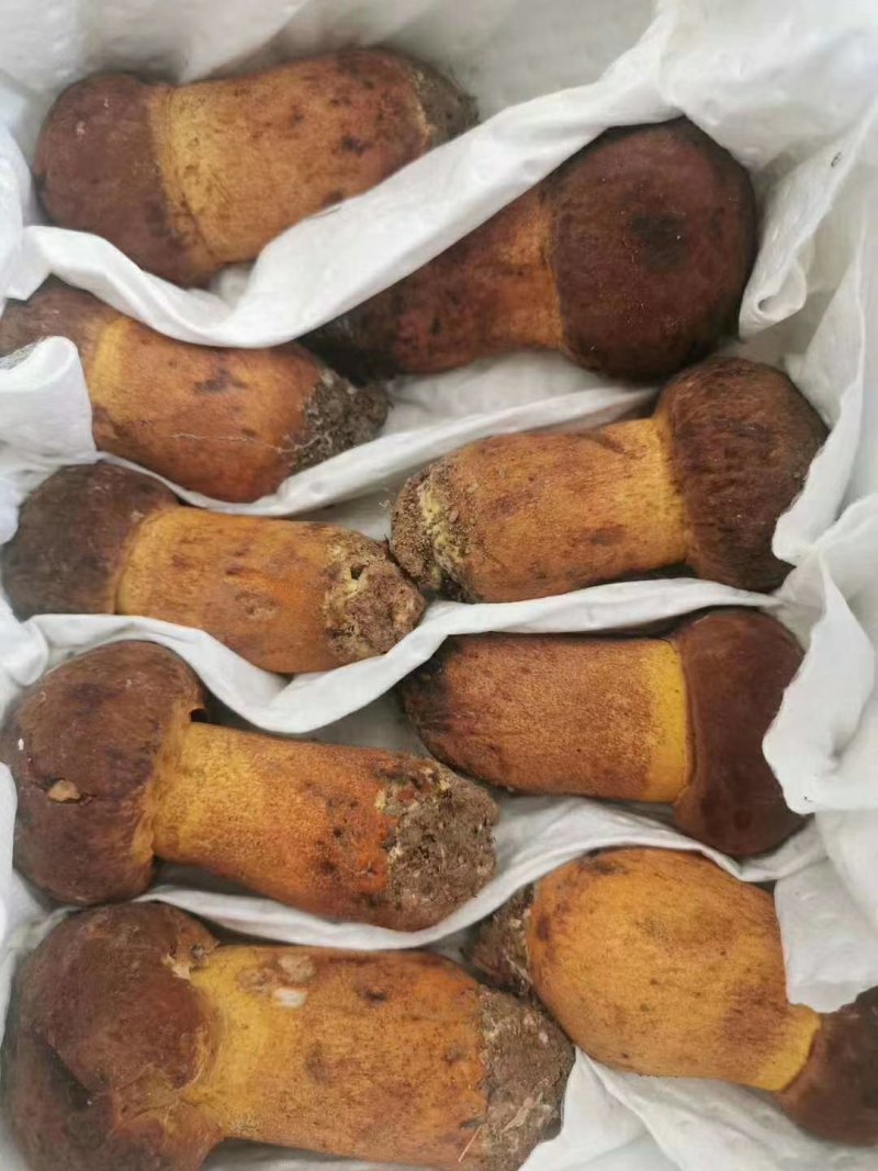 云南野生菌