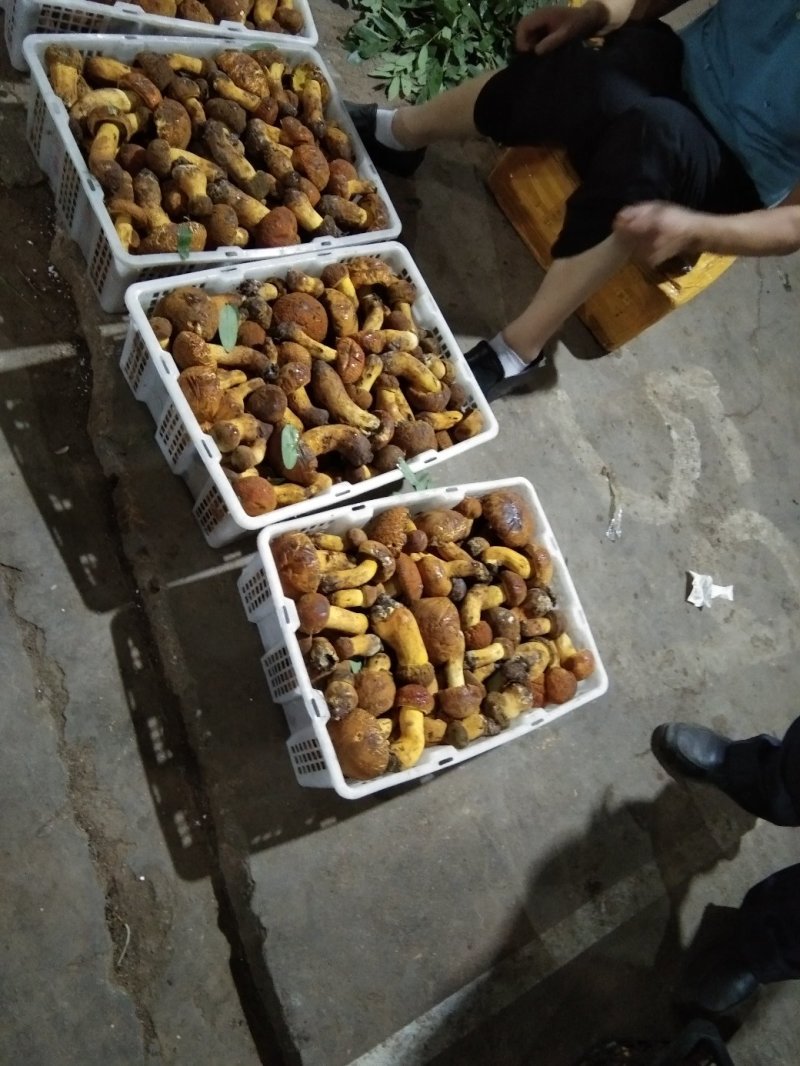 云南野生菌