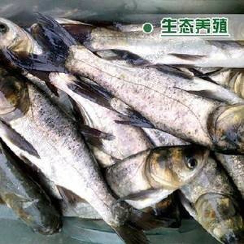 【花、白鲢鱼】优质花、白鲢鱼质量保证基地直供技术支