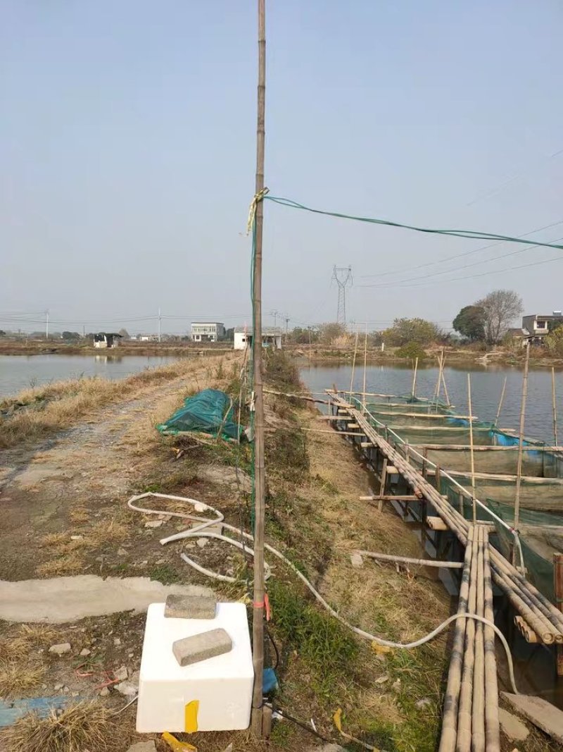 【花、白鲢鱼】优质花、白鲢鱼质量保证基地直供技术支