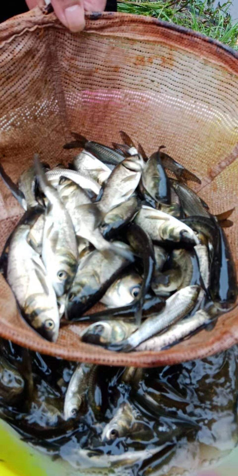 【花、白鲢鱼】优质花、白鲢鱼质量保证基地直供技术支