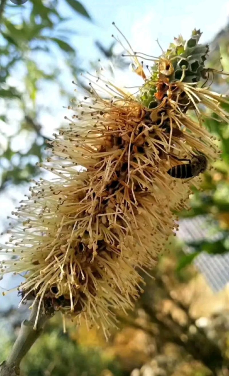 缅甸野生黑蜂蜜米团花蜜大货批发瓶装桶装